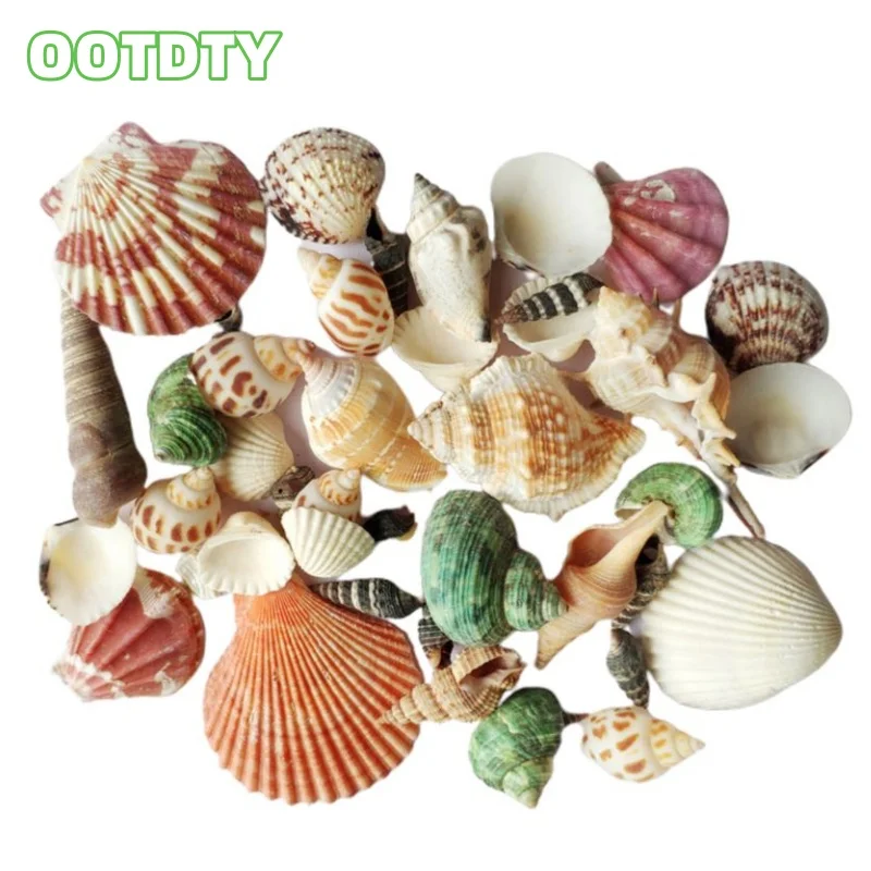 120g Natural Seashell Sea Conch Hermit House Aquarium Practical Shells Crafts Decorations Photography Props