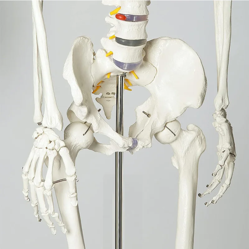 170cm Human Anatomical Skeleton Model White Skeleton Of Spinal Nerve Yoga Model Medical Teaching Equipment Tools