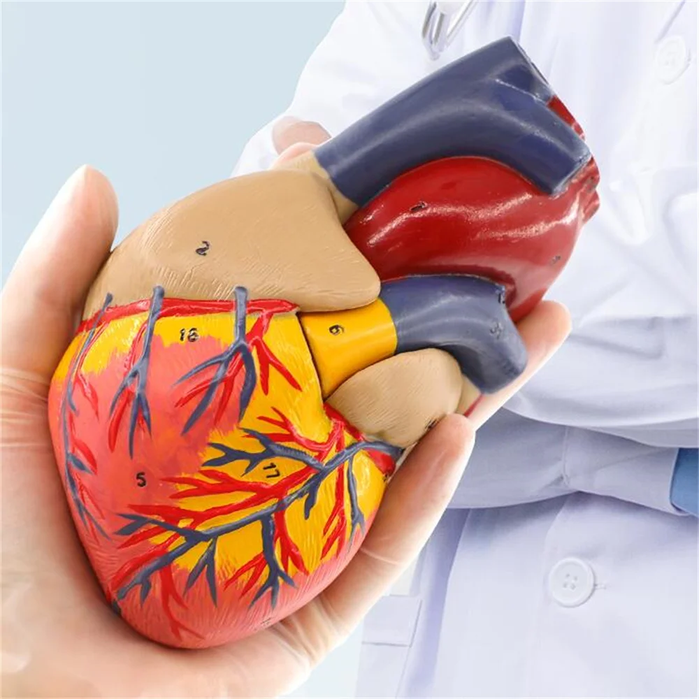 Disassembled Human Heart Model for Adult, Teaching Tool, Detachable, Natural, Color, 1:1