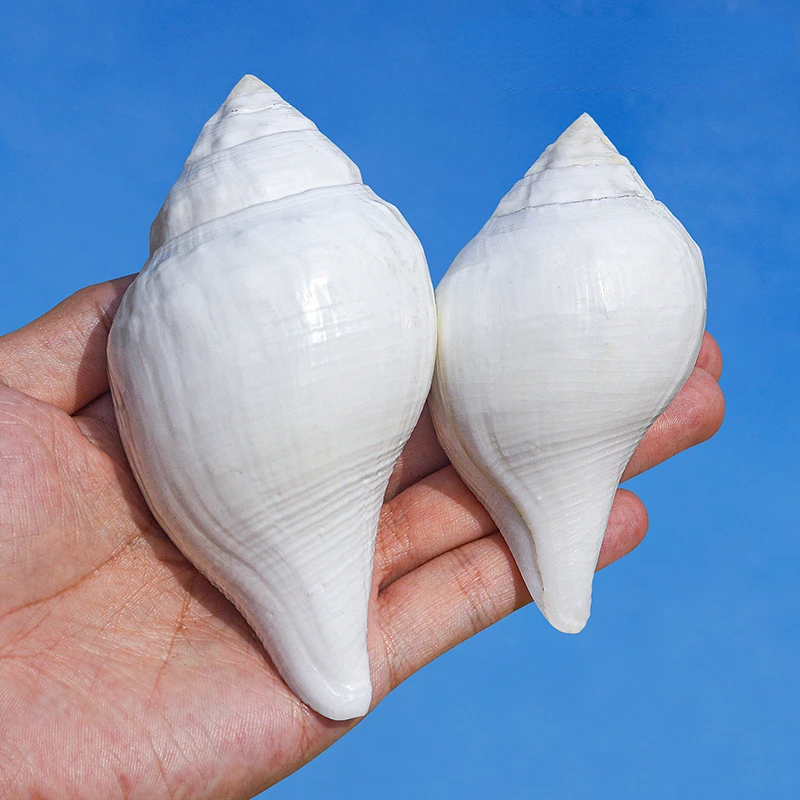 Indian Chank Natural White Conch Shell Fish Tank Landscape Decoration Home Collection Decoration Gifts Crafts Ocean Decor