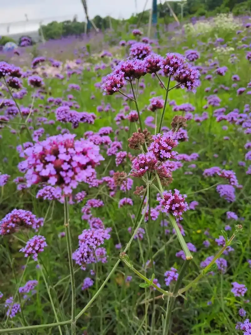 HD 1080P 스마트 무선 도어벨 WiFi 비디오 도어벨 야간 시야 투야 스마트 홈 보안 모션 감지 도어벨 카메라