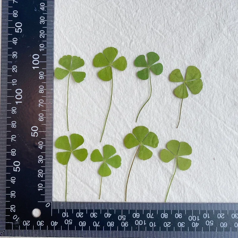 24pcs/Lot Dried Flower Natural Pressed Four Leaf Clover For Epoxy Resin Pendant Jewelry Making Craft DIY Nail Art Accessories