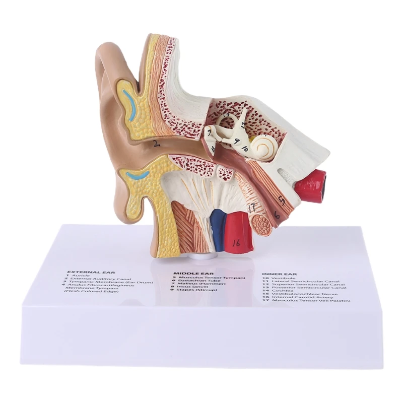 1.5 Times Life Size Human Ear Model Scientific Anatomy Teaching Supplies Anatomical Study Display Professional School Resource