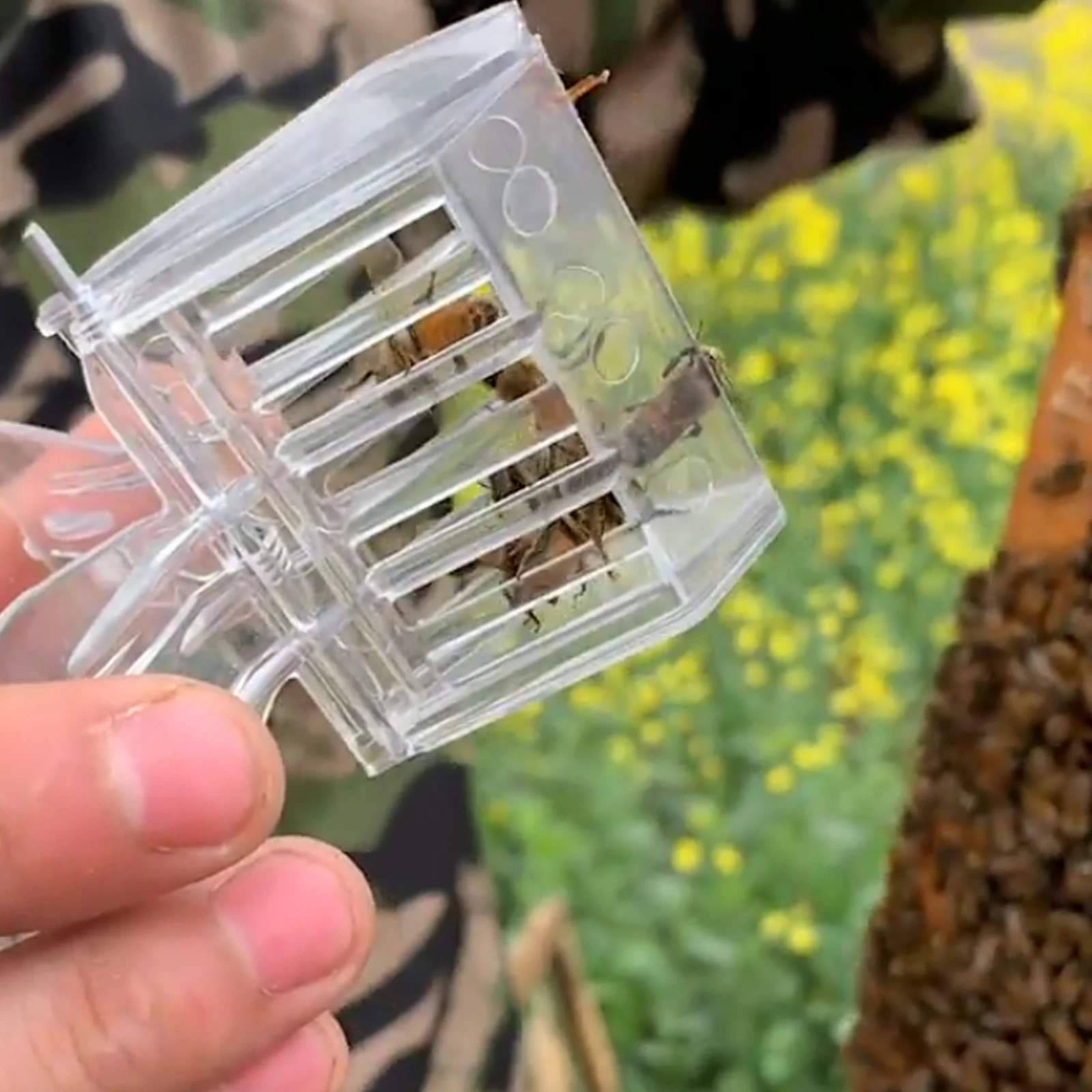 10pcs Bee Queen Cage Transparent Plastic Clip/Stainless Steel Clamp Cage Bee Catcher Box Beekeeping Equipments Beekeeper Equip