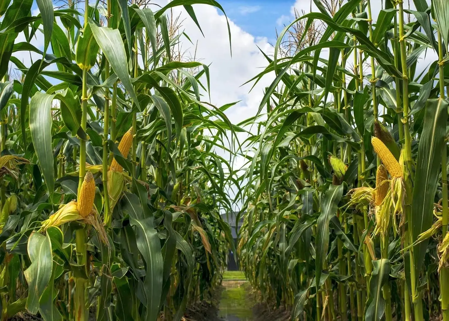 Fondo de campo de maíz verde, campo de maíz Rural, cultivos de tierras de cultivo de maíz, fiesta temática de cosecha de otoño, Fondo de fotografía