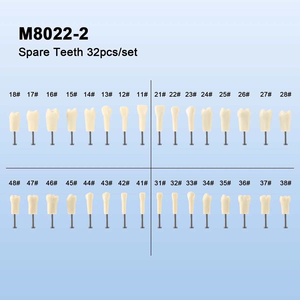 32-teiliges AZDENT Dental-Typodont-Modell 1:1 Ersatzzähne & Schrauben für Kavitätenfüllung, Vorbereitung, Praxis, Training, Lehre, markiert – Detail 8