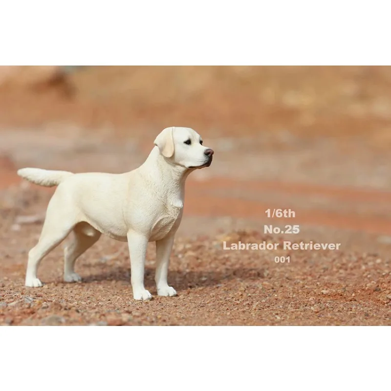 JXK 1/6 échelle simulé animaux ornements résine Labrador Retriever chien modèle bricolage pour 12 ''figurines corps poupée cadeau