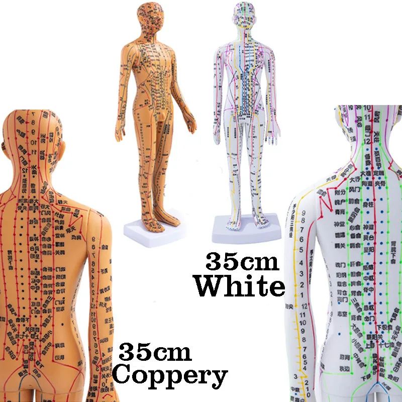 Human Body Acupuncture Model Female/Male Meridians Model Chart Book Chinese medicine 35cm