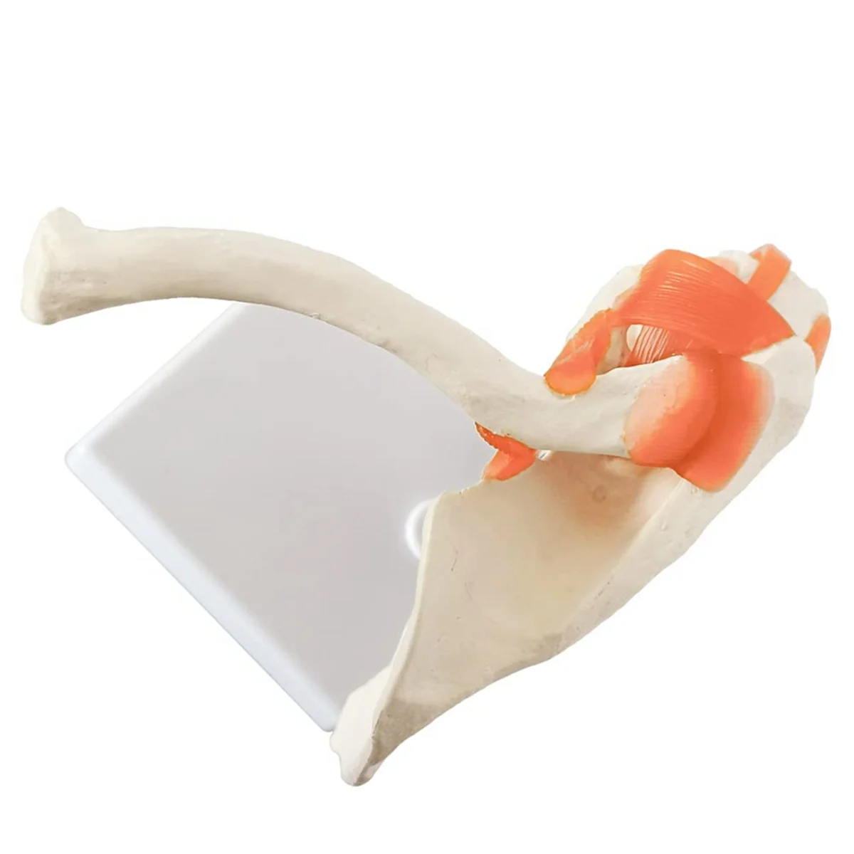 Anatomical Shoulder Joint Model Anatomy Skeleton, Human Body Shoulder Ligament Model