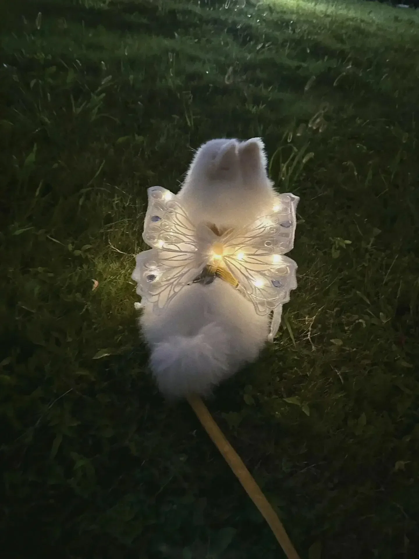 Dog wings glowing butterfly back decoration puppy summer clothes chest back decoration small dog Pomeranian Teddy Bigbear