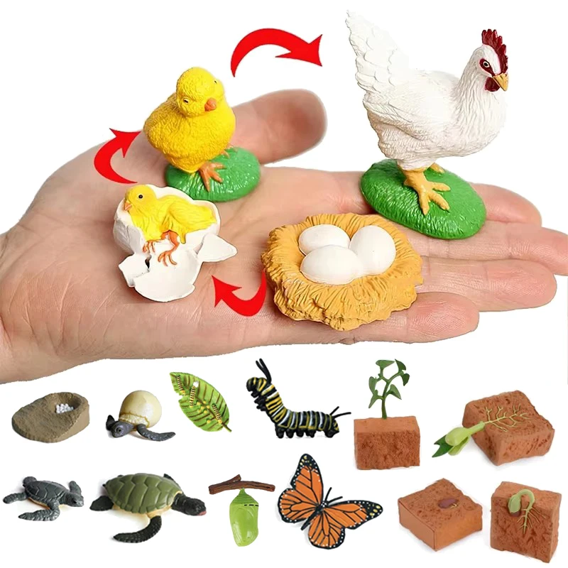 1set Growth Cycle of Animals And Plants School Classroom Teaching Aids Simulation Life Cycle Insect Plant Snail Moth Seed TMZ
