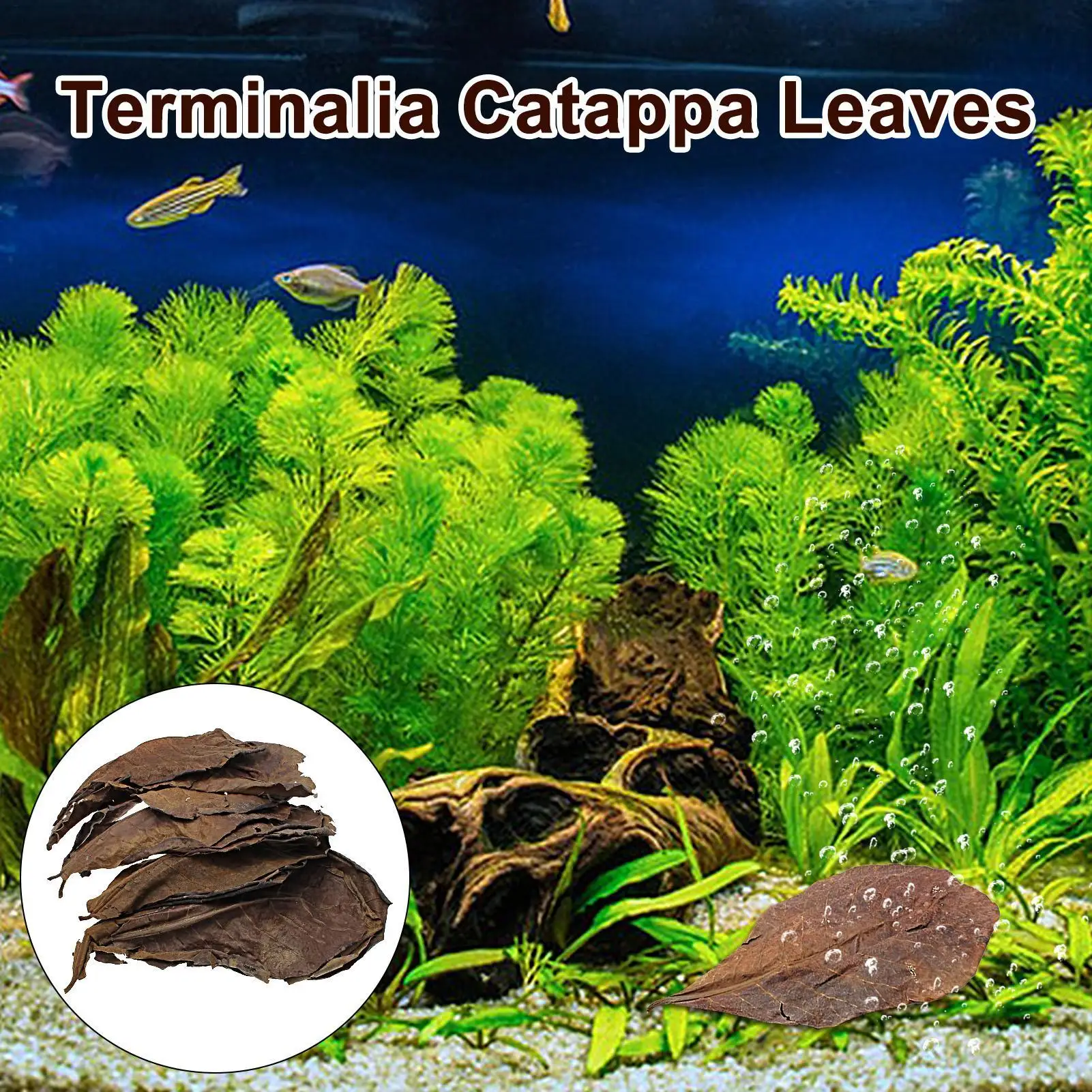 10 Uds Terminalia Catappa hojas Betta hojas de camarón PH equilibrio acondicionador de agua para acuario tortugas camarones bagre Habitat