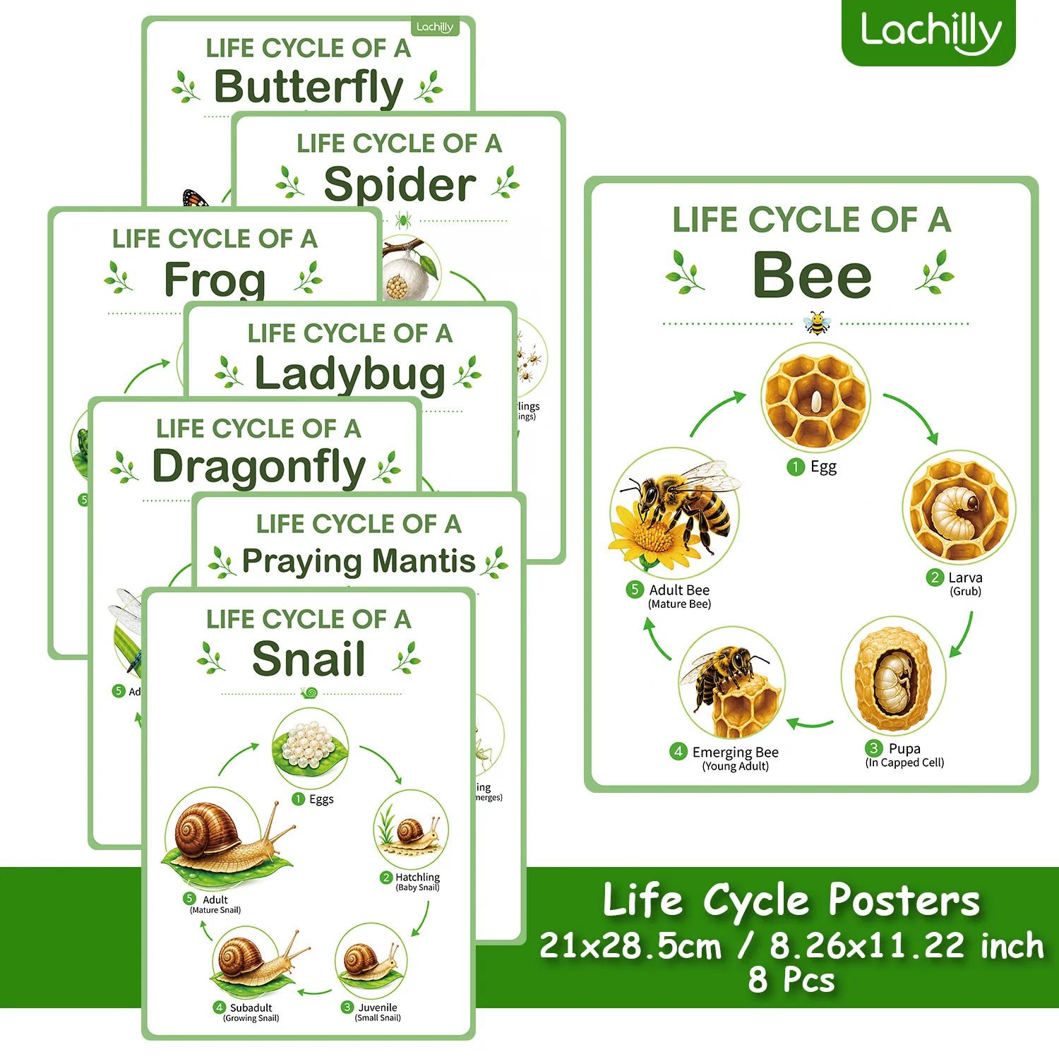 Kids Educational Poster - 8 Pôsteres Educativos sobre o Ciclo