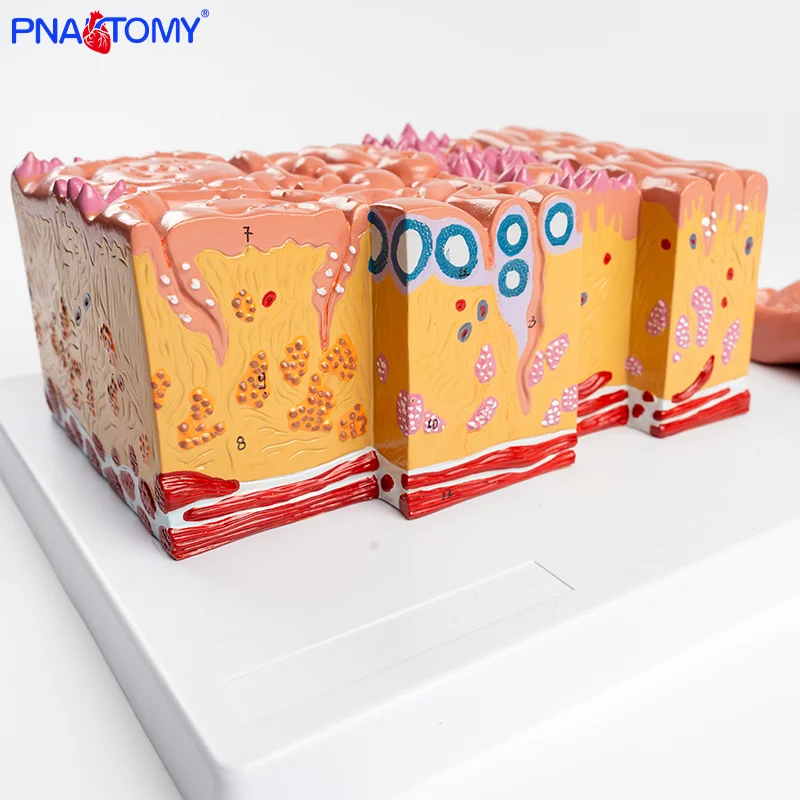 

Tongue Anatomy Model with 2 Parts Human Tongue Anatomical Model Tongue Tissue