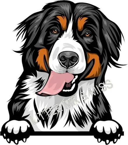 

For BERNESE MOUNTAIN DOG Peeking Dog Breed Colour Window Wall laptop Sticker