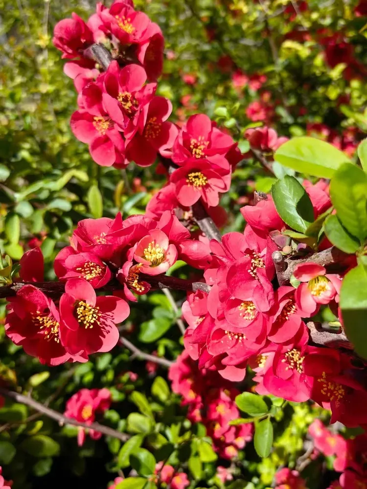 

135 diameter for 1/7/8 short card UDR Mohave MOJAVE hub ATOM Flying God FS desert card DF7 easy control DB8 universal W208