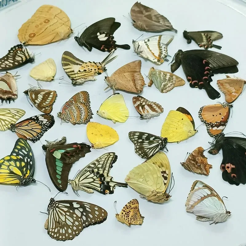 Real Butterfly Specimen Kit for Home Decoration. Assorted Unwinged Butterflies and Shells for DIY Frames Home Decor