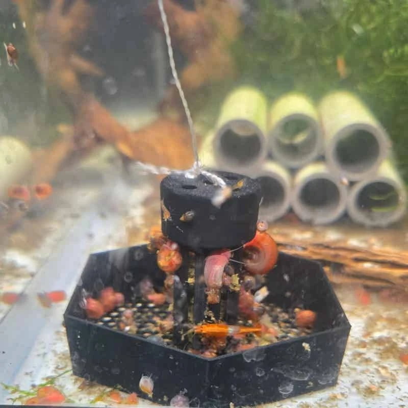 Trampa para Caracoles de Acuario, Eliminador de Planarias y Sanguijas para Peceras de Agua Dulce