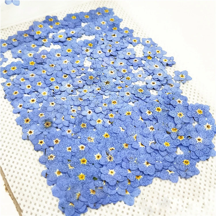 

1000pcs DIY Handmade Material Dried Flower Forget Me Not