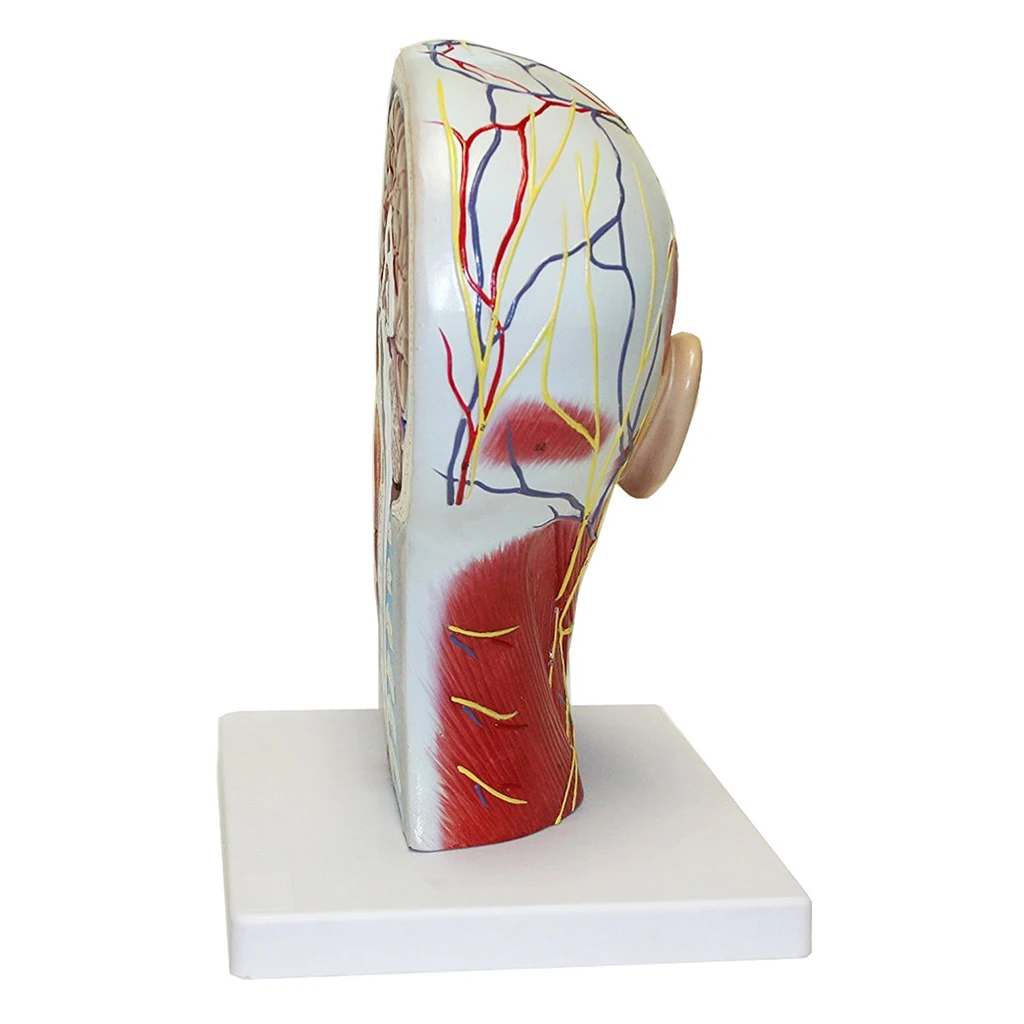 인간 하프 헤드 모델 및 목 모델, 근육, 실물 크기, 색상, 번호 매김