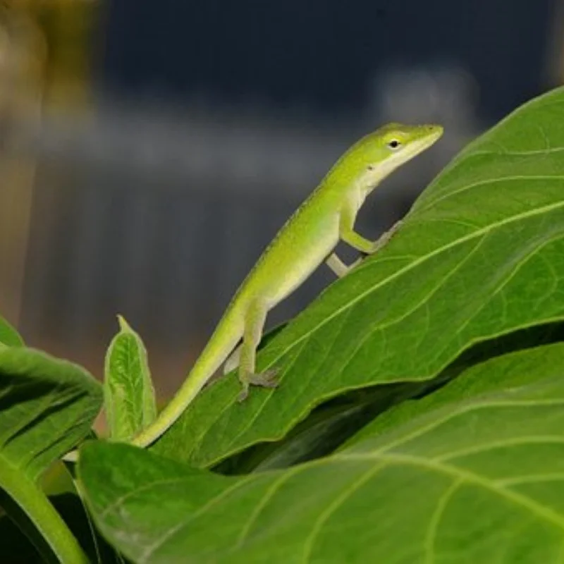 

Гоночные алюминиевые передние поворотные кулаки, обновленные детали, аксессуары для 1/10 Tamiya Fighter Nxgen DT04 58741