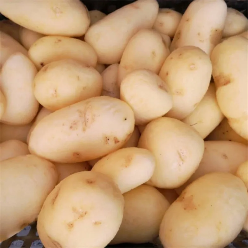 Machine à éplucher les manioc à brosse, machine à éplucher les manioc, industrie de la machine à éplucher