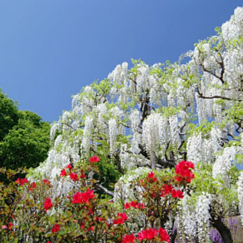 Juego de accesorios de adaptador hexagonal de copa de dirección de brazo oscilante superior inferior de Metal para piezas de actualización de coche WPL D12 1/10 RC