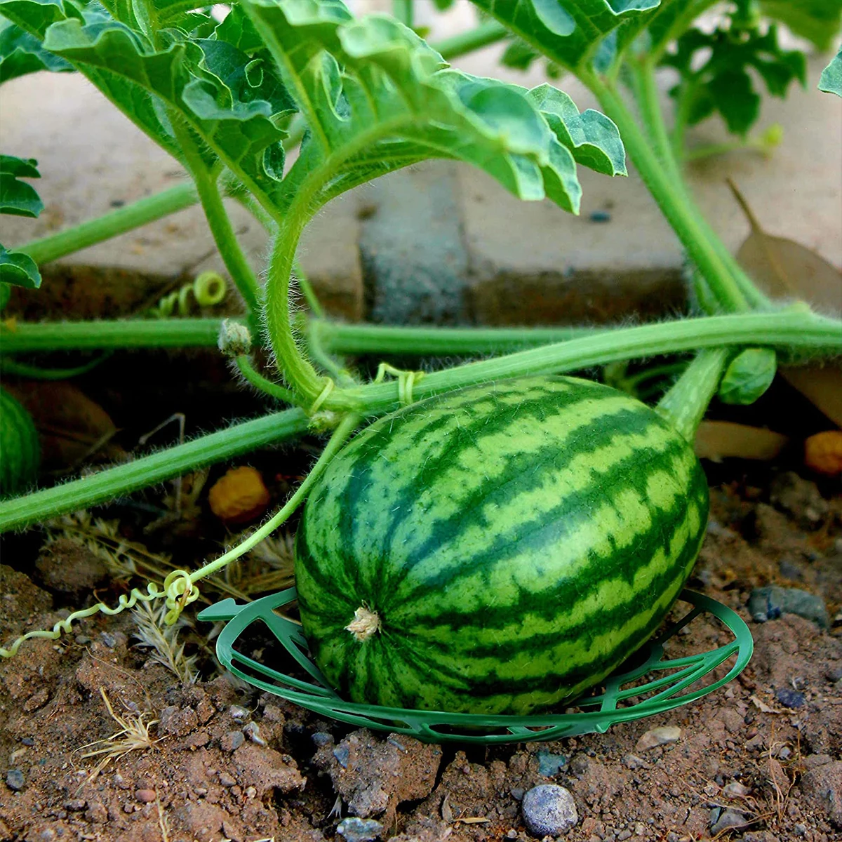 5/10/20Pcs Melon kołyska dynia podtrzymująca podpory truskawkowe, zestaw świeczników chronić arbuzy przed zgnilizną ziemi, utrzymuje do 8 funtów