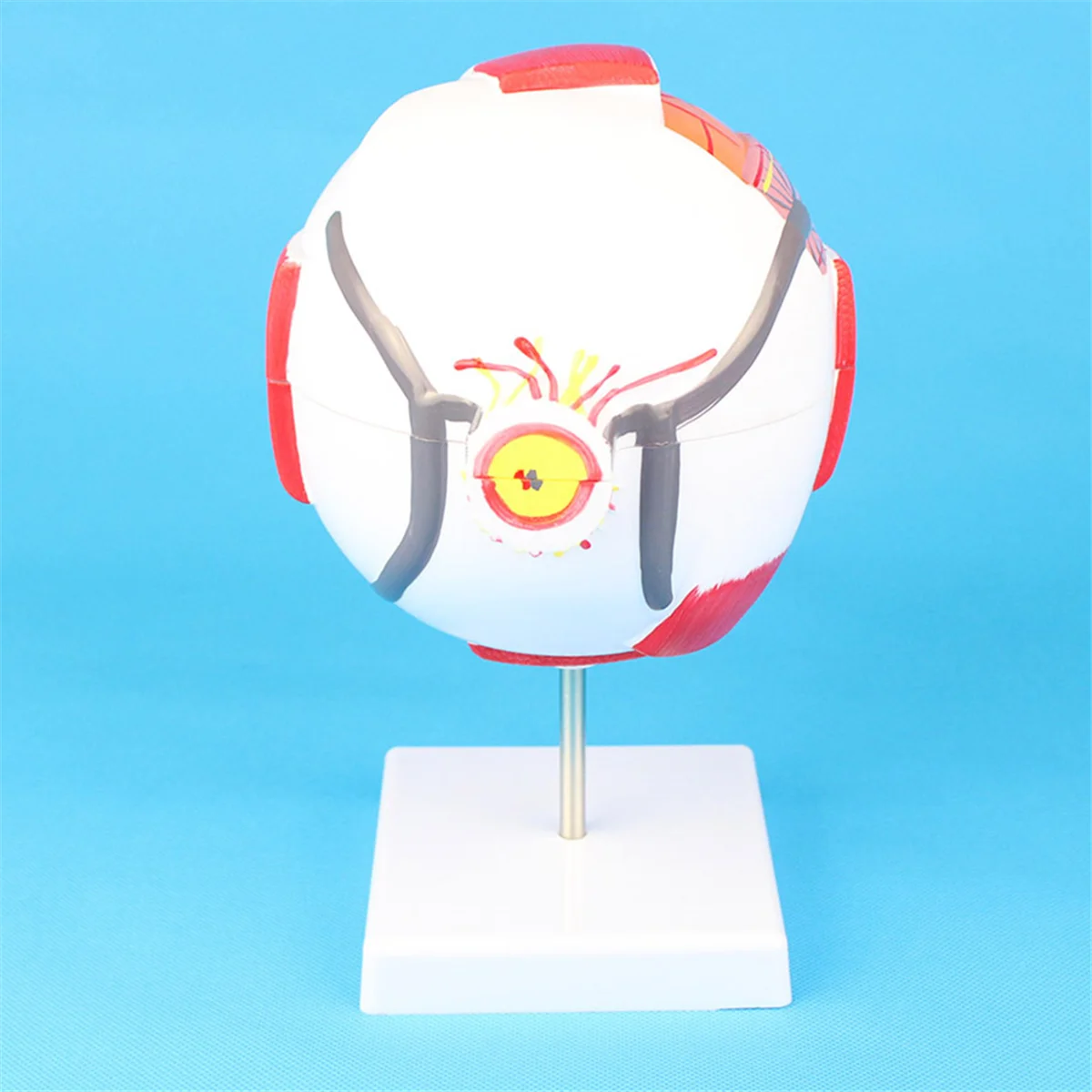 AT42 Anatomical Eye Model Eyeball Eyelid Model Disassemble 6 Times Enlarged Optic for Eye Special Teaching