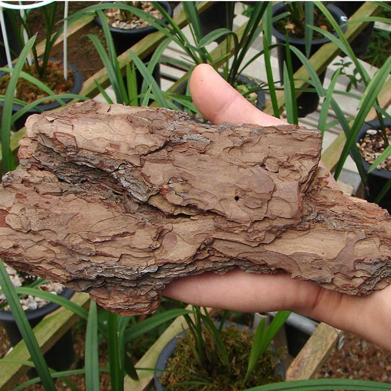 فرنسا الطبيعية الصنوبر النباح Dendrobe نباتات الأوركيد Zymotic شجرة صنوبر النباح الأسمدة وقت طويل آخر زراعة الركيزة #4