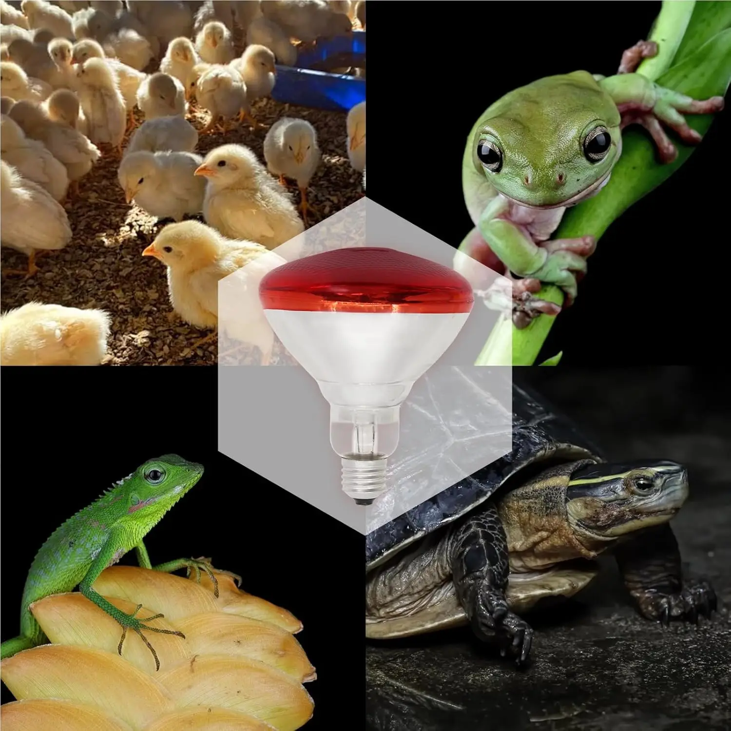 2 قطعة لمبة الحرارة بالأشعة تحت الحمراء ، 250 واط 110 فولت الزواحف الأشعة تحت الحمراء مصباح الحرارة لالثلاب البرمائية السلحفاة الملتحية التنين السحلية الفراخ