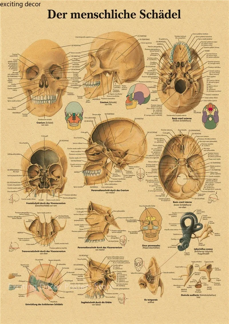 English German French Spanish Italian Version Anatomy The Body Structure Poster Retro Canvas Medical Room Art Wall Decor