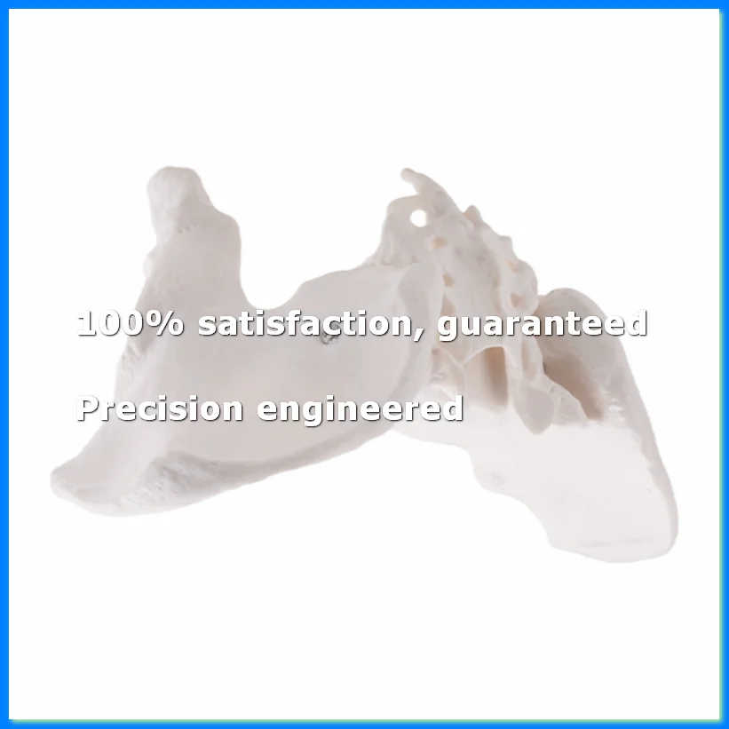 

Life Size Female Pelvis Model, Hip Model - Female Anatomy Model, Hip Bone Pelvic Model Female Anatomical Model-A69M
