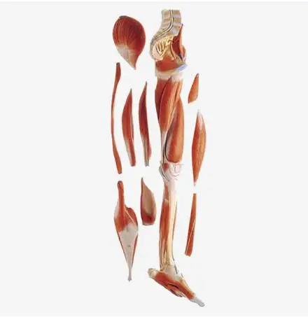 Anatomical Muscles Model Of Leg With Main Vessels And Nerves Model