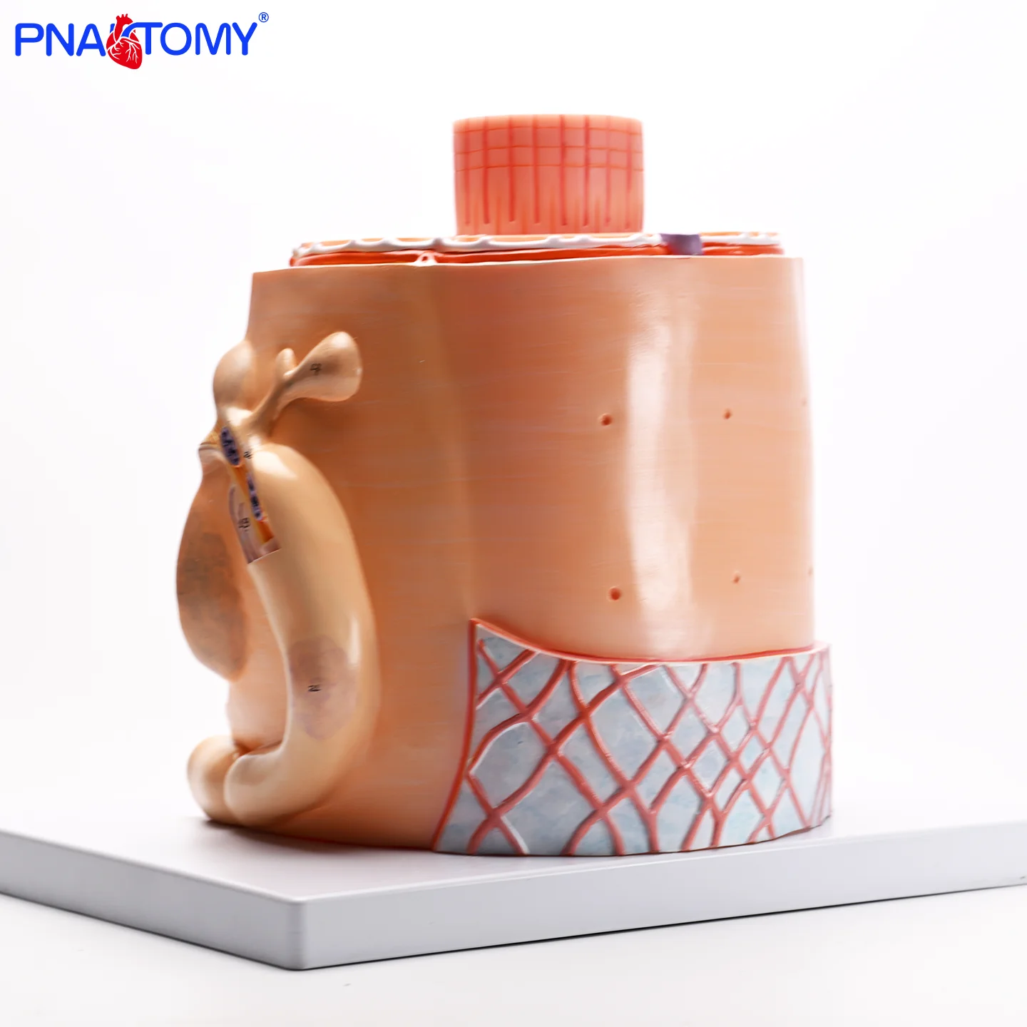 Magnify 40000 Times the Skeletal Muscle Model Muscle Fiber Structure Sarcoplasmic Reticulum Myosin Actin