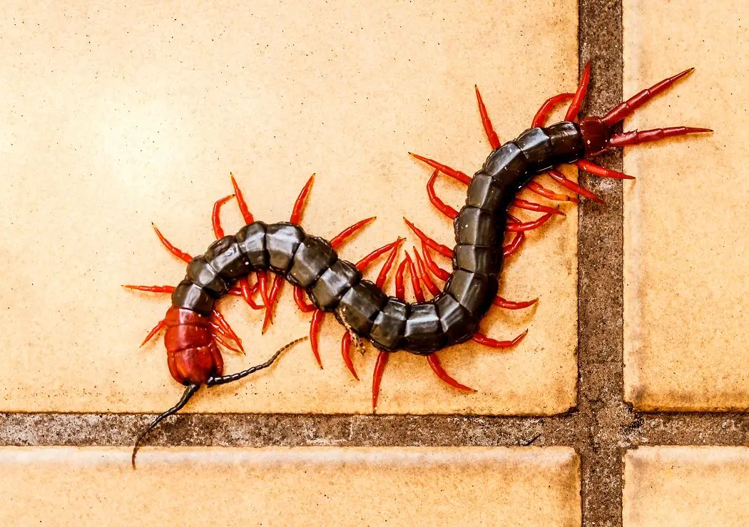 

Алюминиевая крестовая распорка для крепления крыла, запчасть для радиоуправляемых моделей 1/7 ARRMA LIMITLESS, детали для тюнинга RC-краулеров