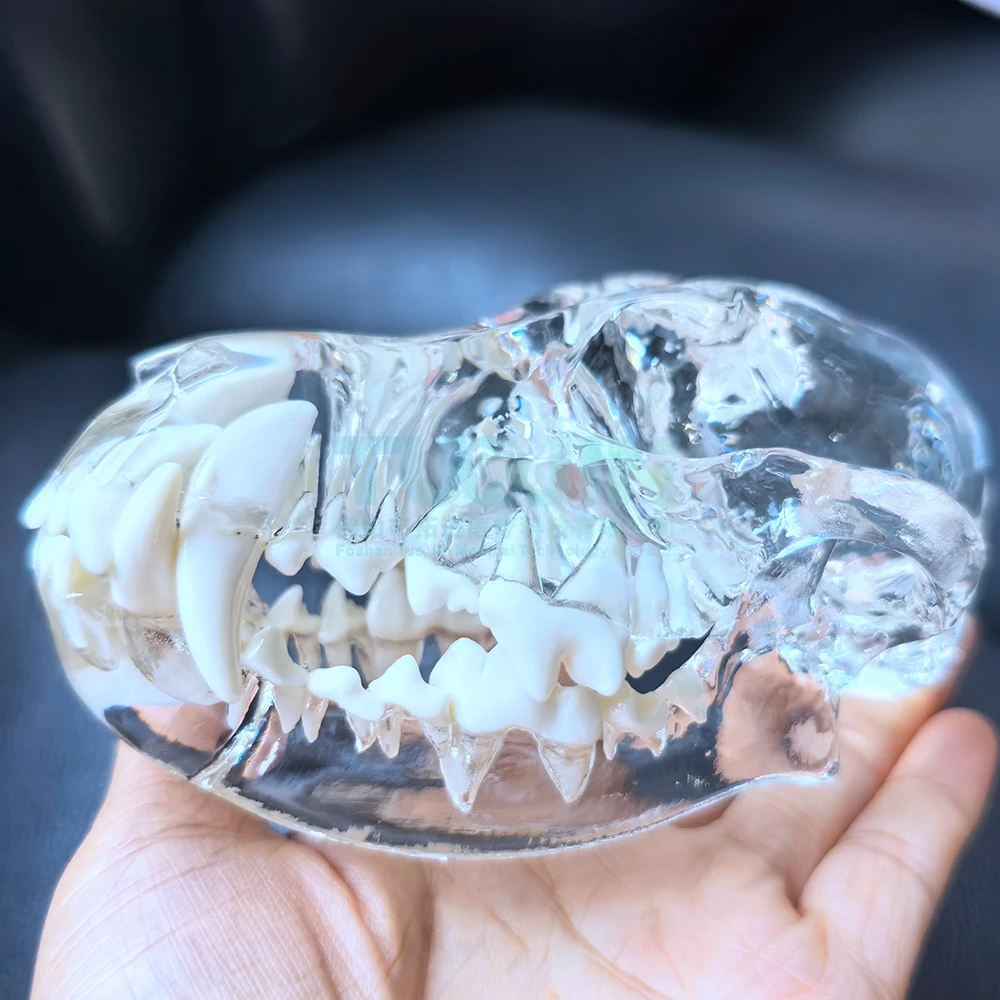 Transparent Canine Skull Dental Anatomical Model Dog Jaw Oral Model Veterinary Teaching Demonstration Training Model