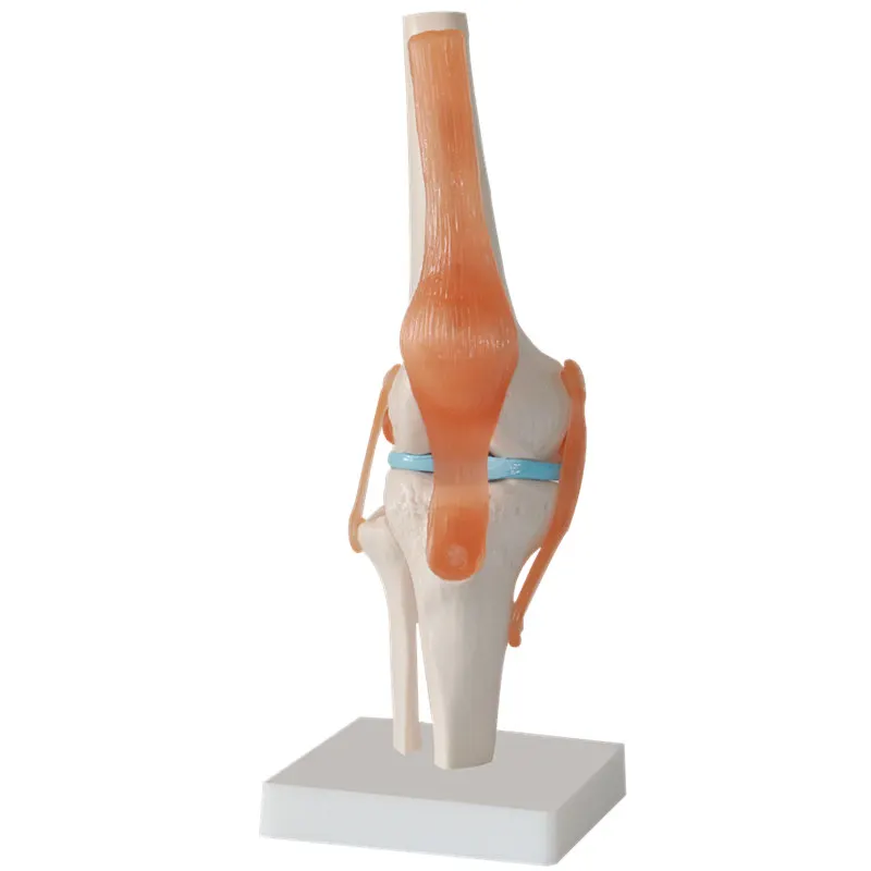 Skeleton Knee Joint Anatomy Models Skeleton Model with Ligaments Joint Model Medical Science Teaching Supplies