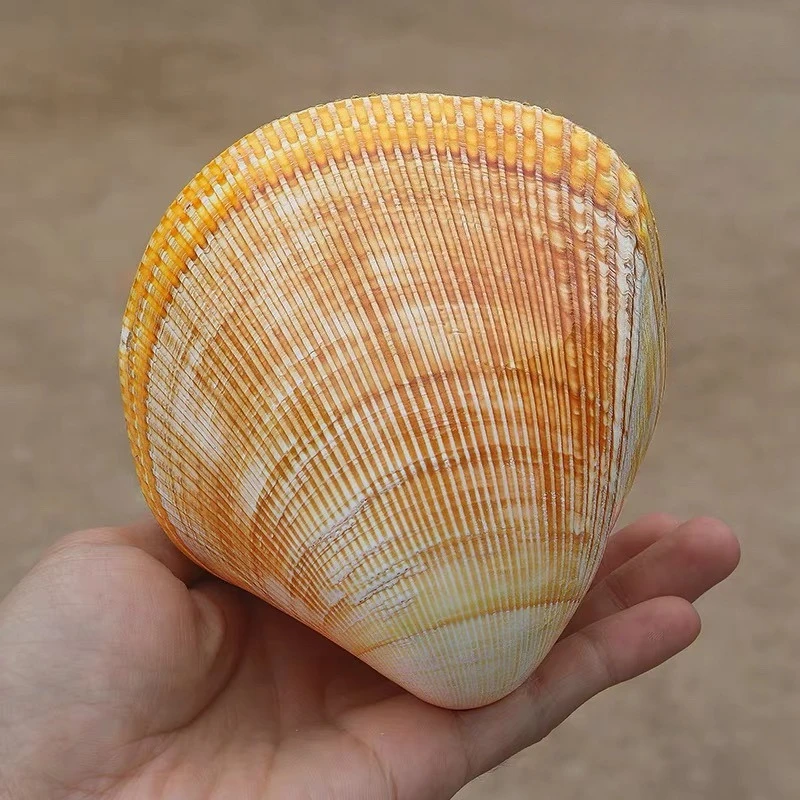 1Pc Natural Conch Shell Oversized Yellow Bird-tailed Clam 11-12cmFish Tank Landscaping Heart-shaped Couple Shell Home Collection