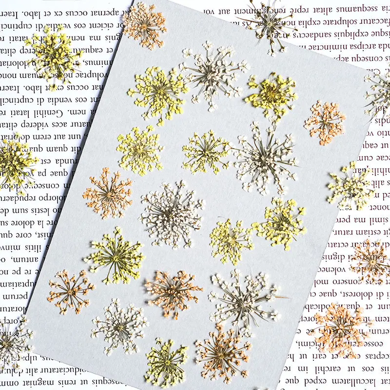 24pcs, 2-2.5cm, Nature Dyed Mini Lace Pressed Flower Petal, Dry Flower DIY Nail Art Resin Jewelry Floral Decor Photo Frame Suppl view 5