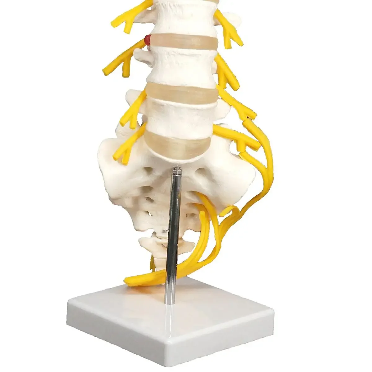 قطني Cauda Equina العمود الفقري Sacrum العصعص العصب العصبي نموذج الهيكل العظمي التدريس التدريب المعونة التعليم #4