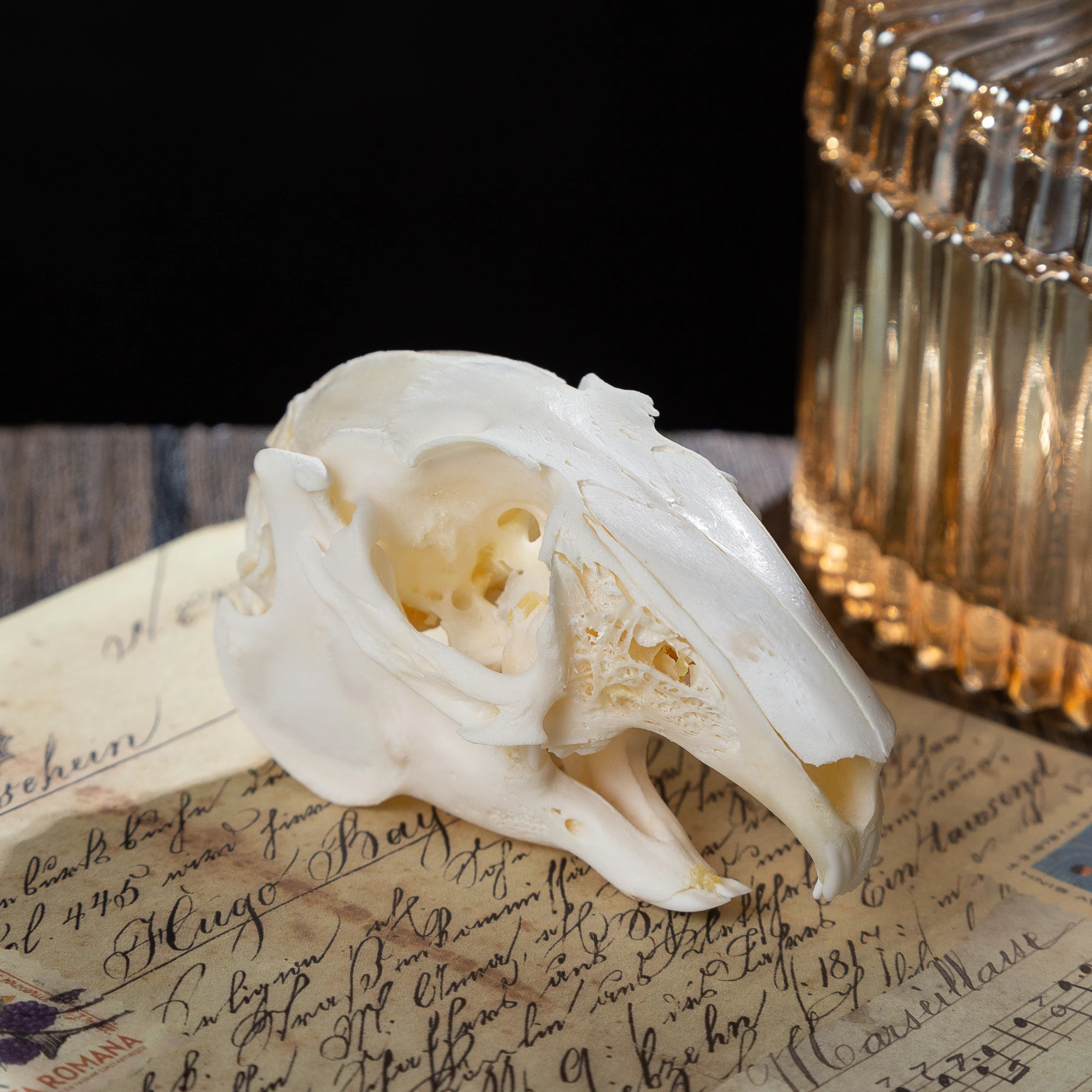 1/2/5/10 Real Skull Crafts Rabbit Skull For DIY Decorative Collection Educational Taxidermy Teaching Model Show