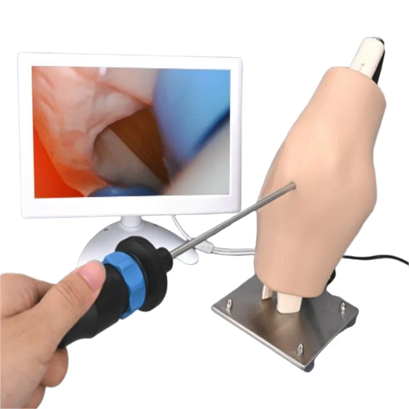 

Силиконовый пластиковый коленный сустав, обучающий манекен по истории, медицинский научный инструмент для моделирования на экранной основе, медицинская школа OEM