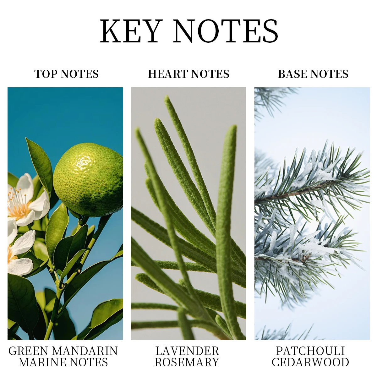 LASTAR Perfume de longa duração, aroma de cedro amadeirado, 1,7 fl oz, 50ml, atmosfera de data, presentes de Natal. Adequado para homens e mulheres