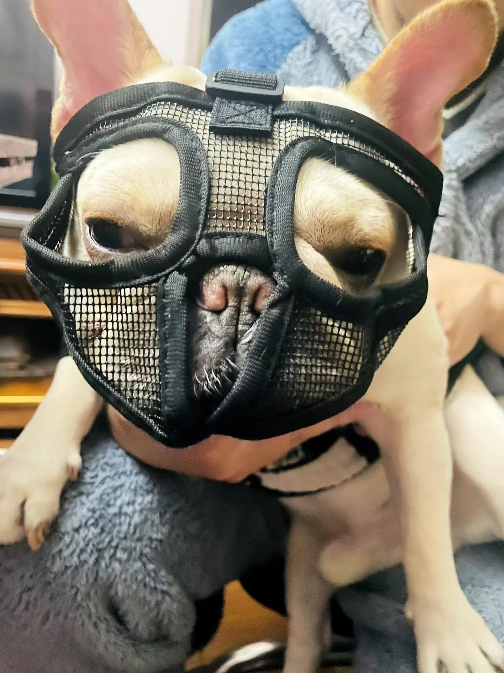 Pet dog mask, bulldog mask, short mouth dog anti-biting, anti-eating,anti-barking,adjustable,breathable,universal pet supplies