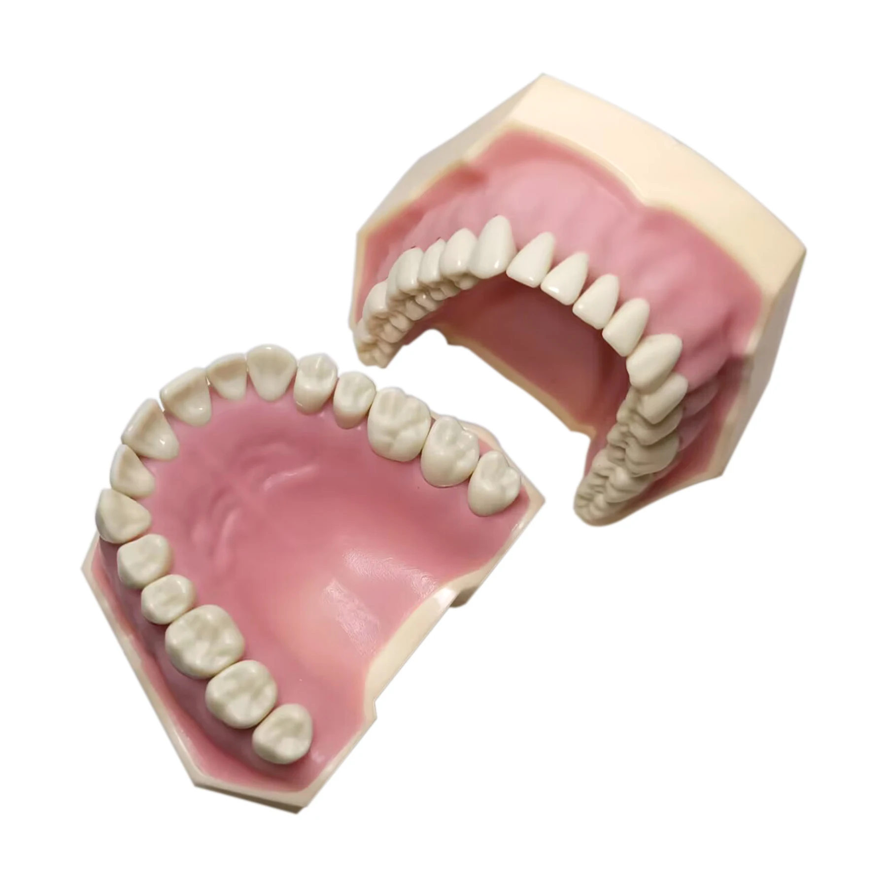 Frasaco AG3 Typodont Fit dentystyczny 32 szt. Wkręcanych Model zębów M8014-2-1Practice wypełniających miękkie dziąsła zębami zastępczymi