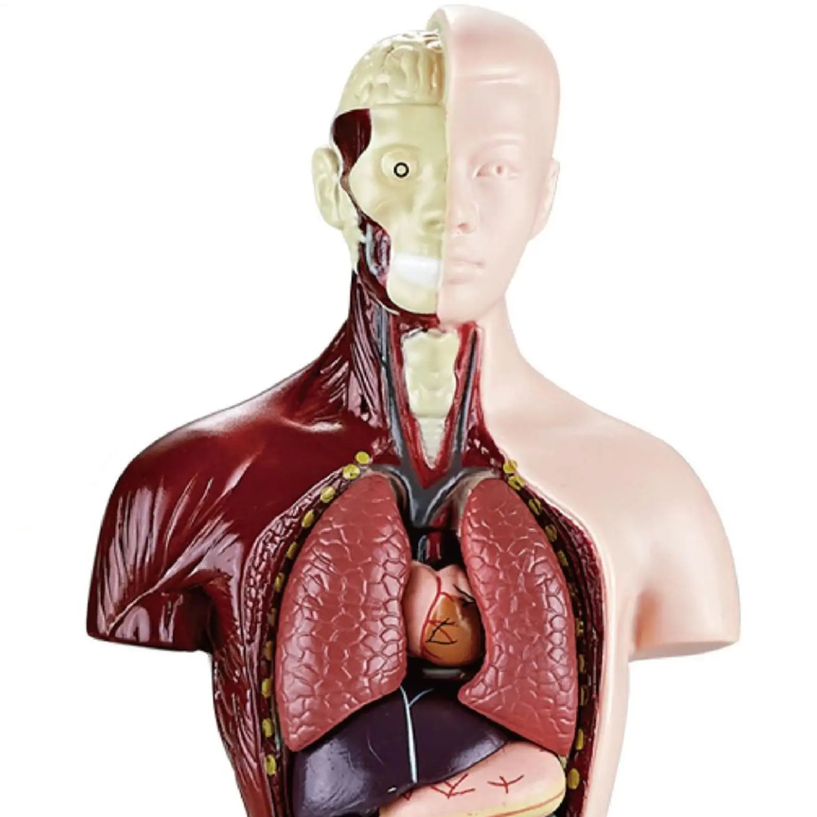 

Anatomy For Kids Detachable STEM Learning Toys Human Anatomy For Kids Learning For Boys Girls Students Home Playroom Bedroom