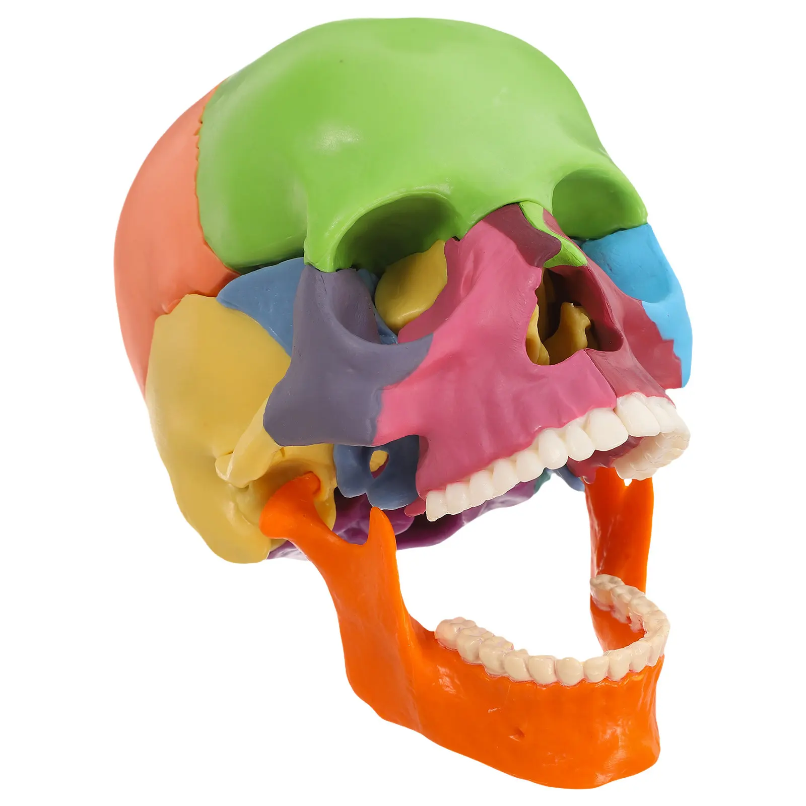 

Разборная анатомическая модель черепа человека: цветные секции, учебное пособие для научных исследований, модель органов, игрушка-фигурка для изучения анатомии