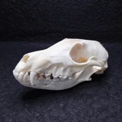 Real Fox Skull Animal Bone Specimen Home Furnishing Decoration Garden Ornament Unique Birthday Gift Present Scientific Sample