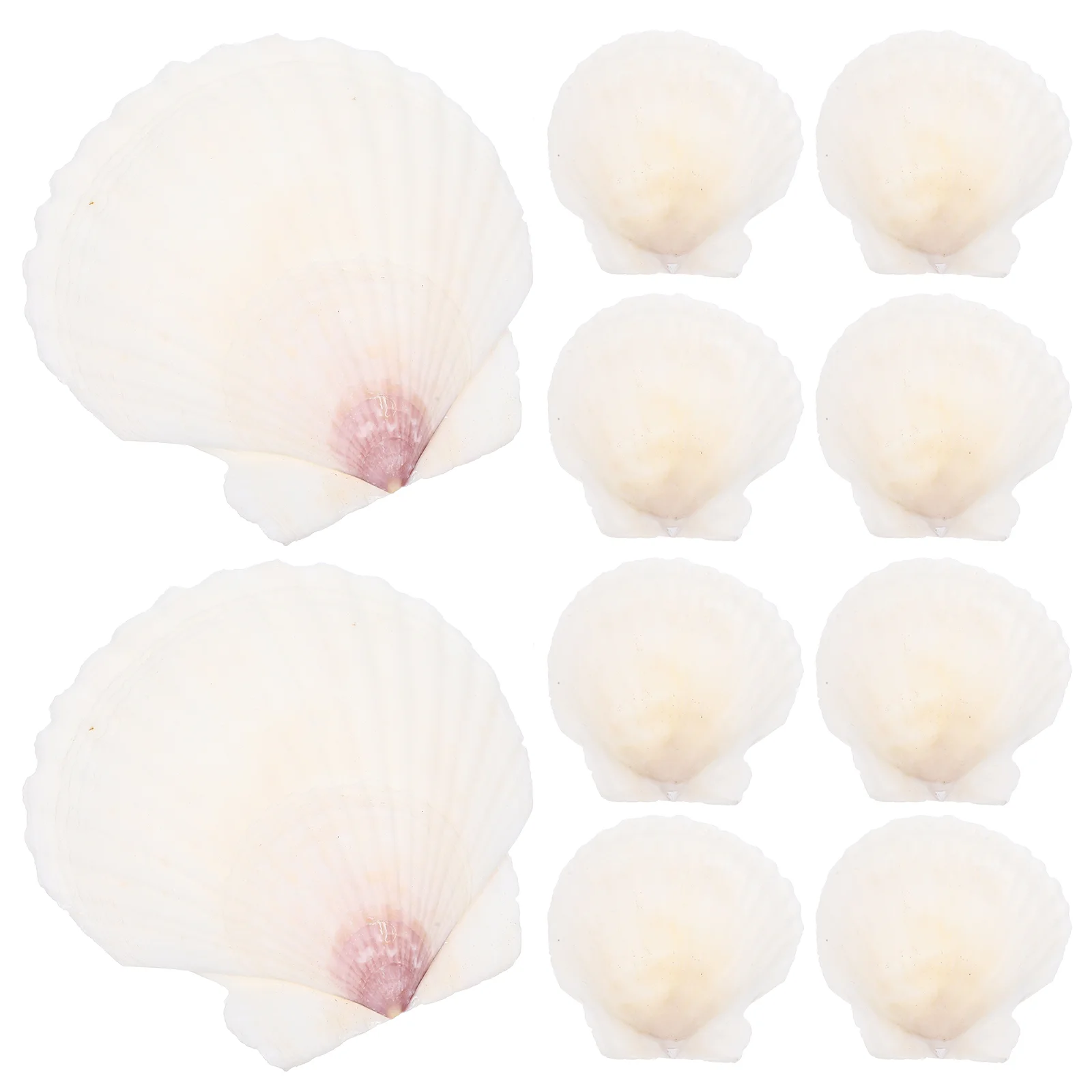 10 Pcs Natural Shell Decoration Conch Ornament Beach Seashells Crafts For Ocean Adorns DIY Fish Tank Decorations